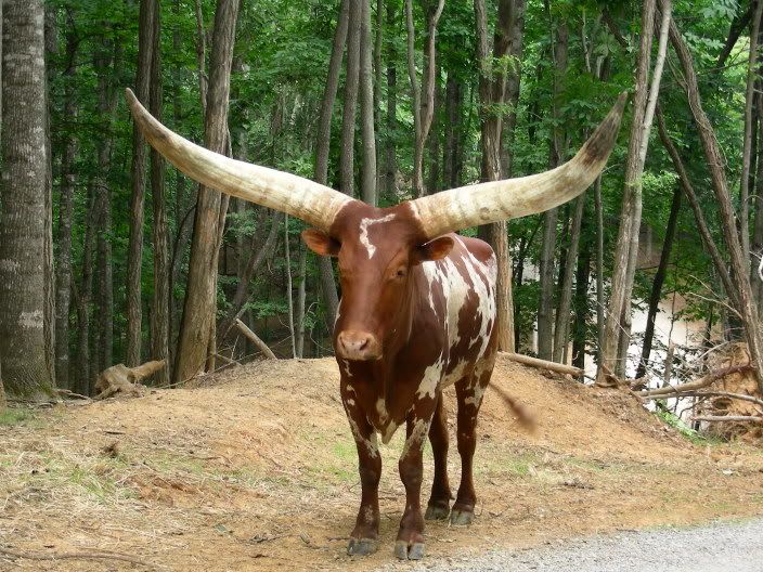 Watusi Cattle